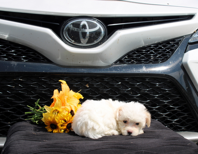 puppy, for, sale, Malti-Poo, Matthew B. Stoltzfus, dog, breeder, Gap, PA, dog-breeder, puppy-for-sale, forsale, nearby, find, puppyfind, locator, puppylocator, aca